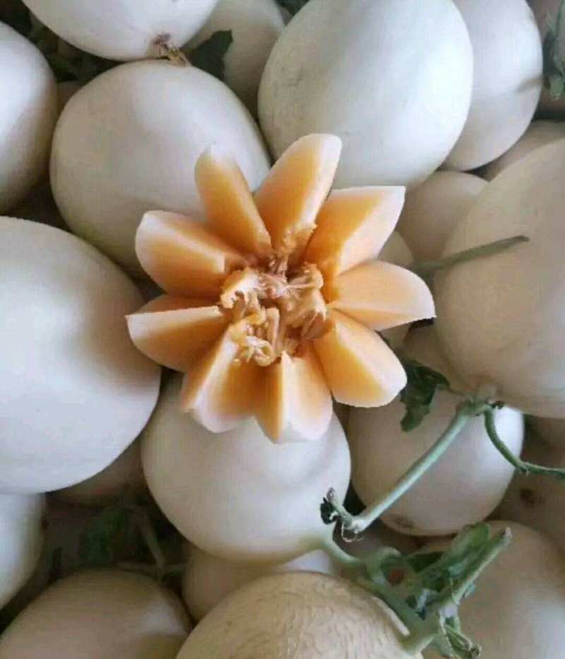 红金蜜甜瓜脆梨甜瓜东方蜜甜瓜玉菇甜瓜甜红玉甜瓜