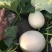 红金蜜甜瓜脆梨甜瓜东方蜜甜瓜玉菇甜瓜甜红玉甜瓜