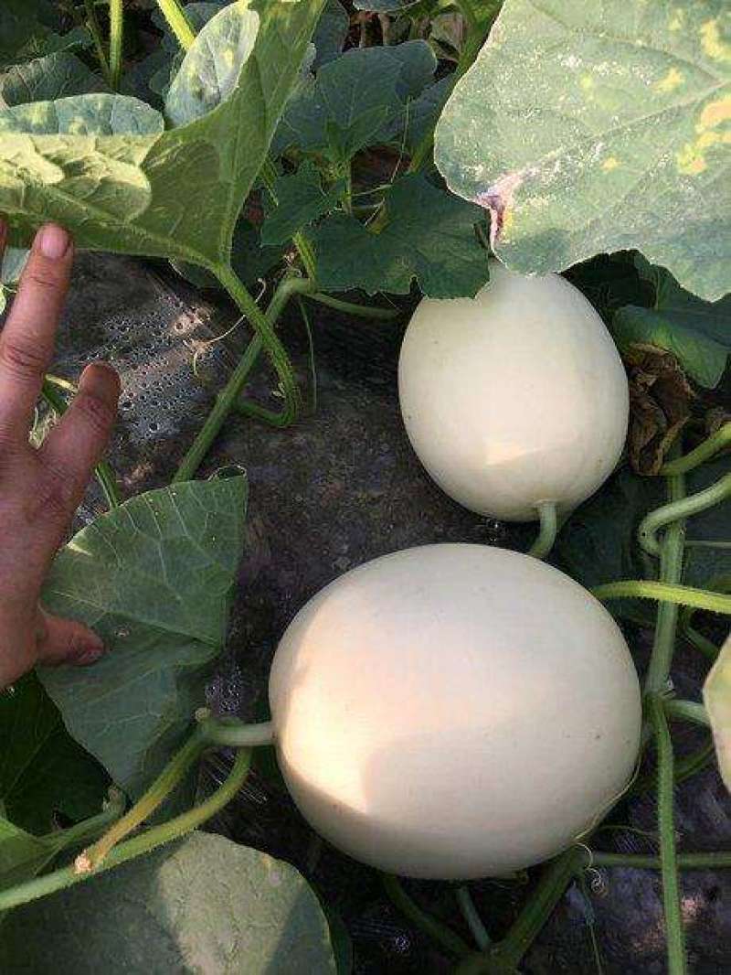 红金蜜甜瓜脆梨甜瓜东方蜜甜瓜玉菇甜瓜甜红玉甜瓜