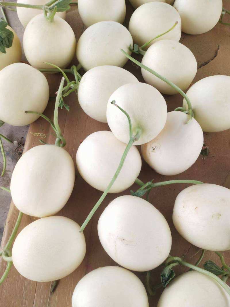 红金蜜甜瓜脆梨甜瓜东方蜜甜瓜玉菇甜瓜甜红玉甜瓜