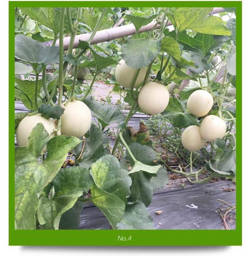 红金蜜甜瓜脆梨甜瓜东方蜜甜瓜玉菇甜瓜甜红玉甜瓜