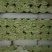 精品毛芹西芹产地直销质量保证量大从优合作共赢