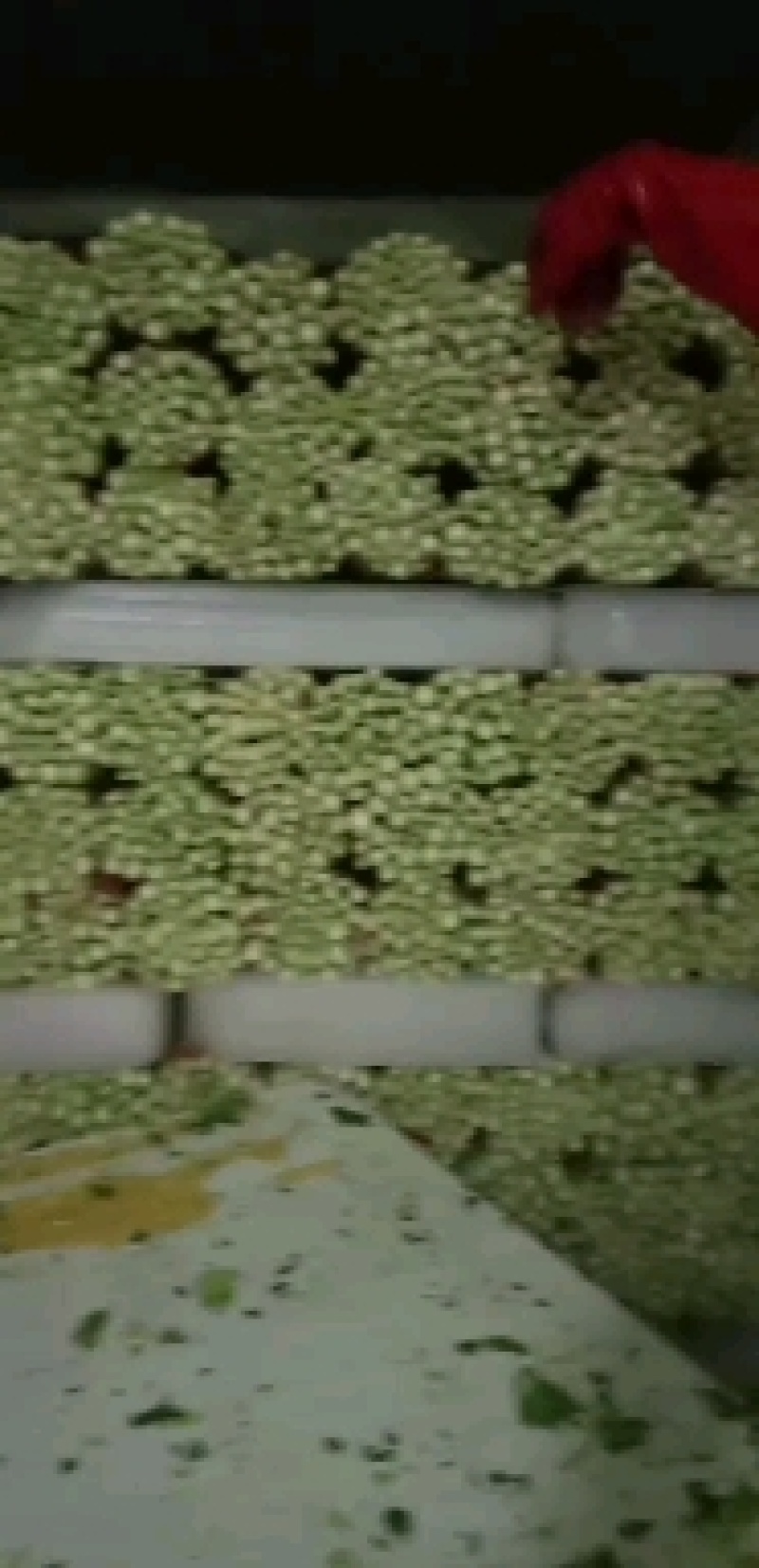 精品毛芹西芹产地直销质量保证量大从优合作共赢