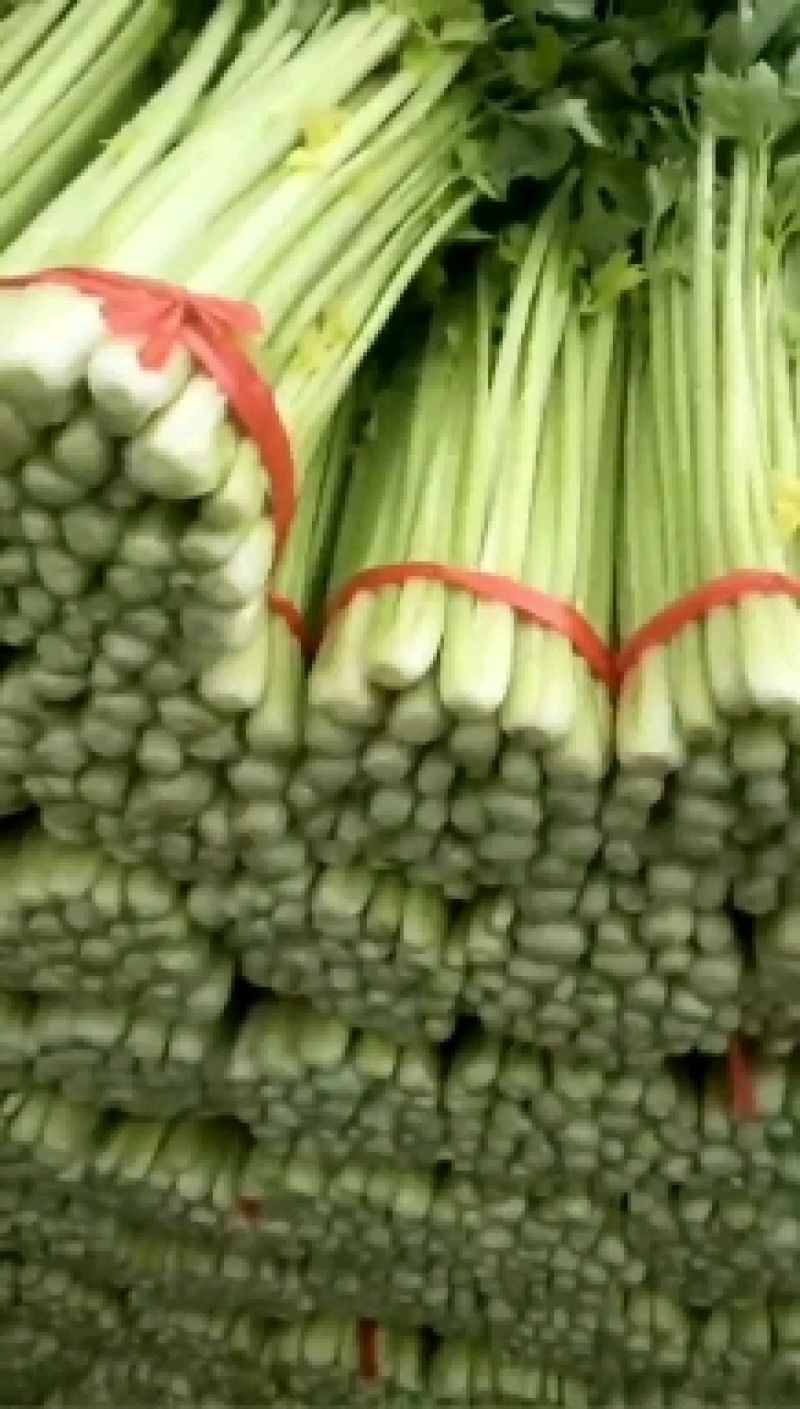精品毛芹西芹产地直销质量保证量大从优合作共赢