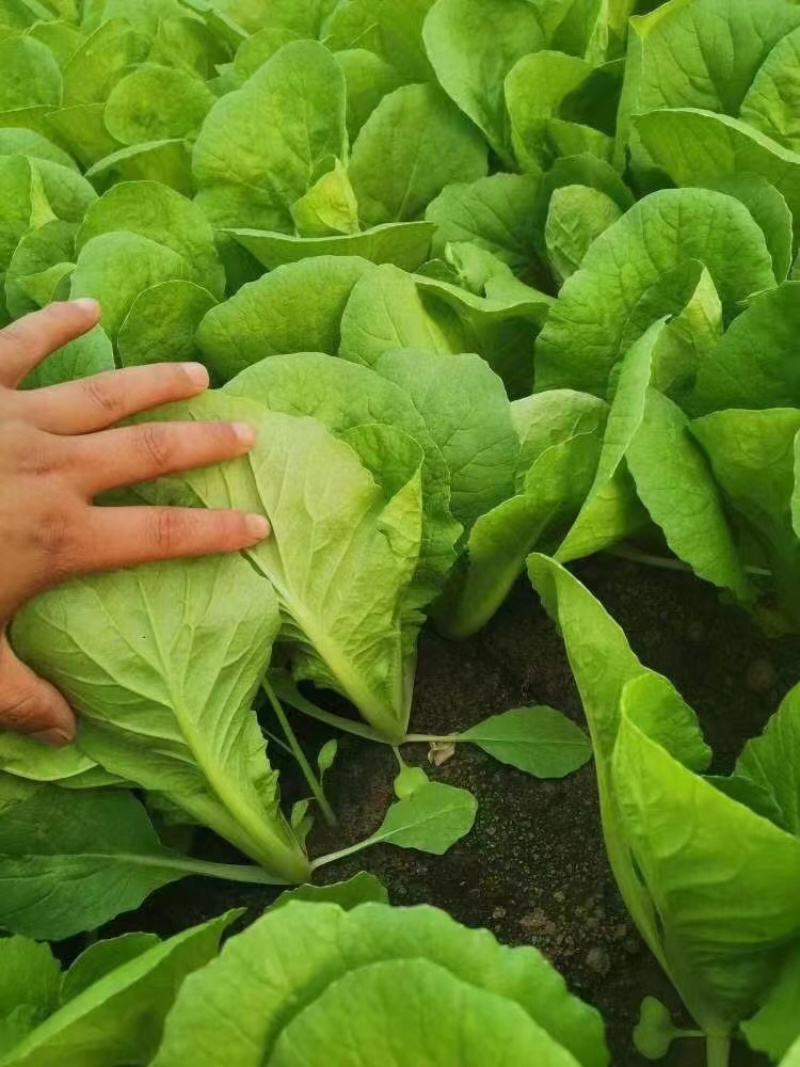 【白菜】河南精品小白菜基地直发常年供货全国发货