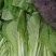 【白菜】河南精品小白菜基地直发常年供货全国发货