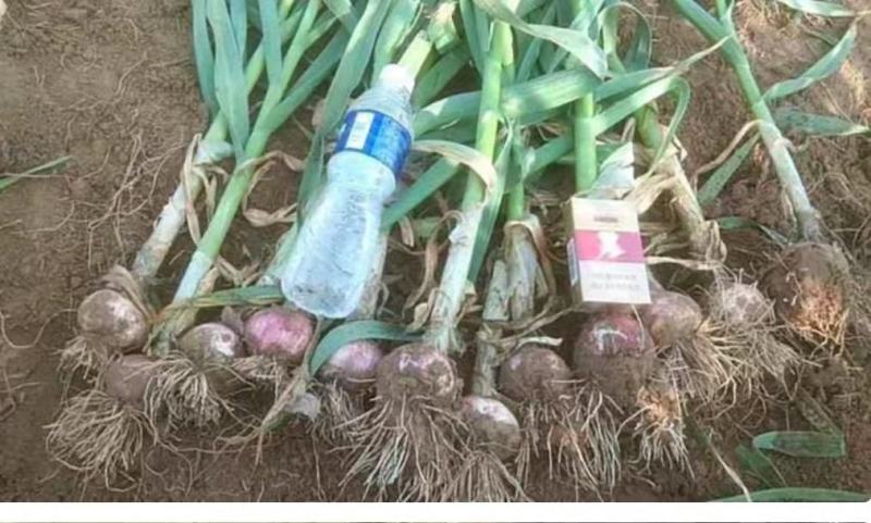 大蒜紫皮蒜饶阳大蒜产地大量上市品质很好价格低廉欢迎联系