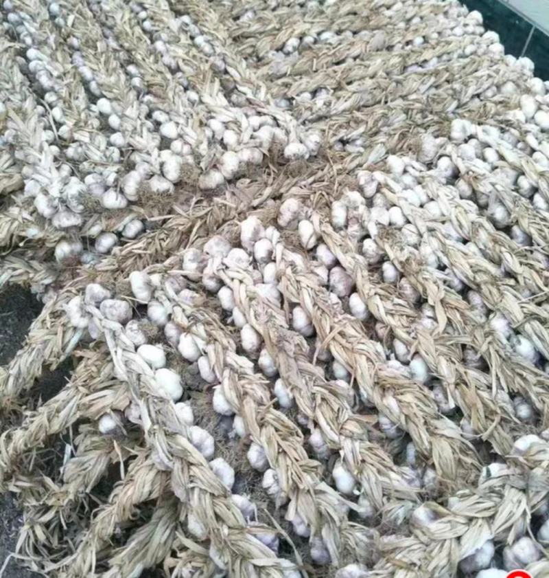 大蒜紫皮蒜饶阳大蒜产地大量上市品质很好价格低廉欢迎联系