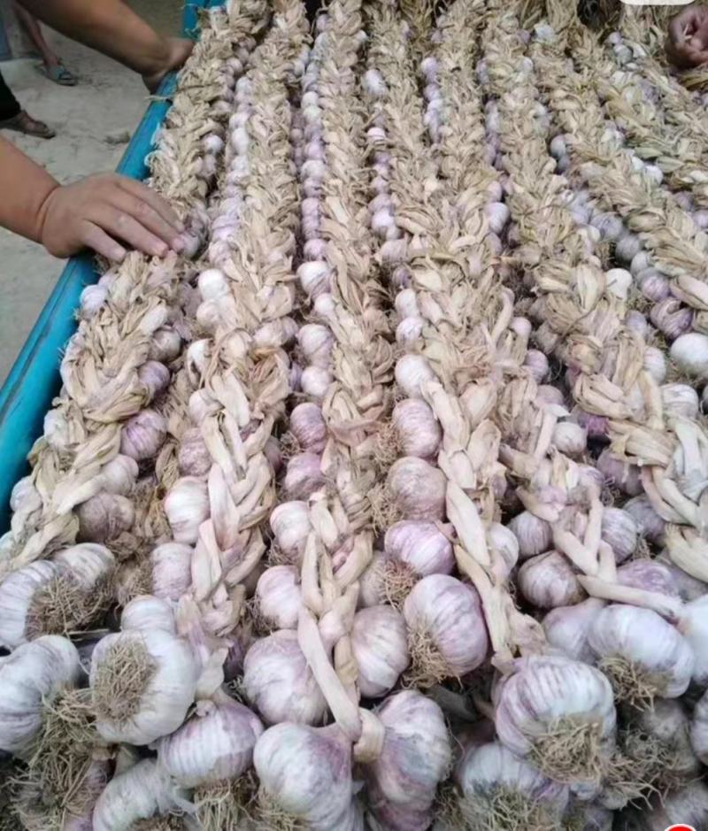 大蒜紫皮蒜饶阳大蒜产地大量上市品质很好价格低廉欢迎联系