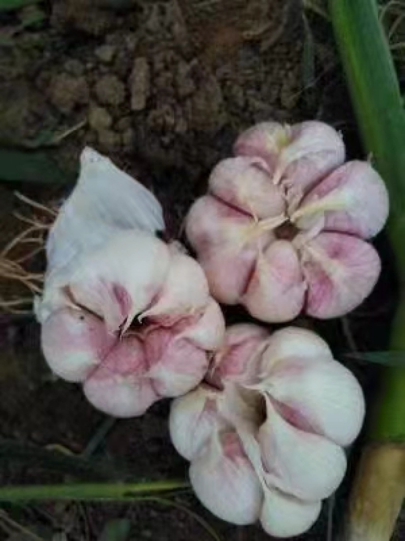 大蒜紫皮蒜饶阳大蒜产地大量上市品质很好价格低廉欢迎联系
