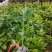 自己苗圃培育的红宝石青柚美植袋苗，泰国红宝石青柚，暹罗红