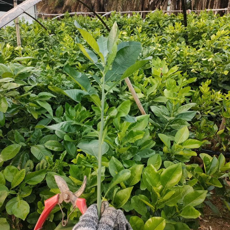 自己苗圃培育的红宝石青柚美植袋苗，泰国红宝石青柚，暹罗红