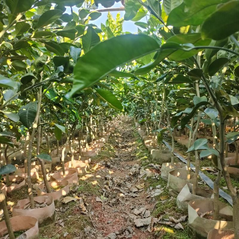 自己苗圃培育的红宝石青柚美植袋苗，泰国红宝石青柚，暹罗红