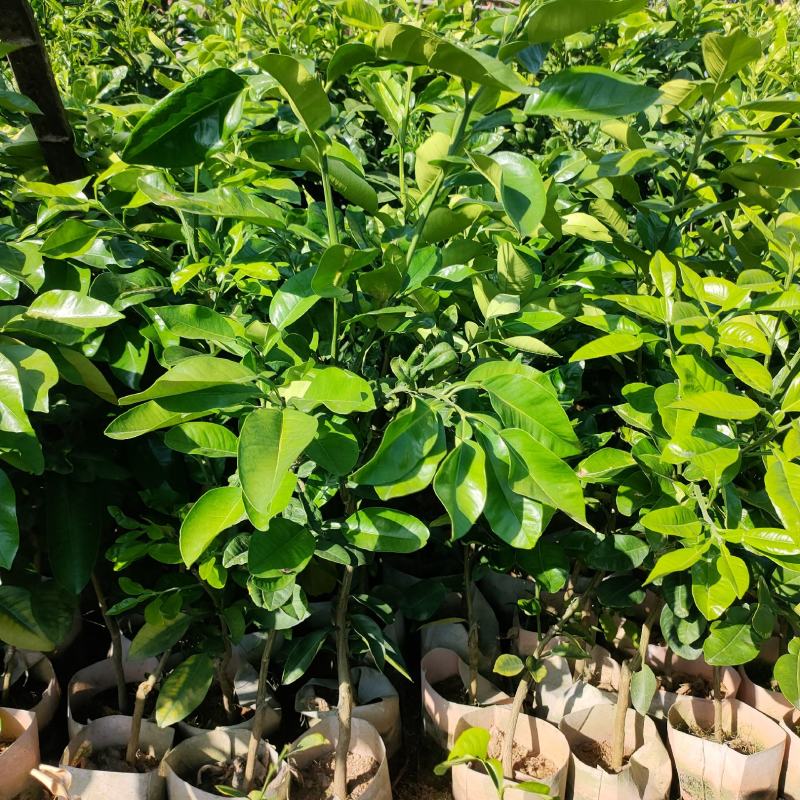 自己苗圃培育的红宝石青柚美植袋苗，泰国红宝石青柚，暹罗红