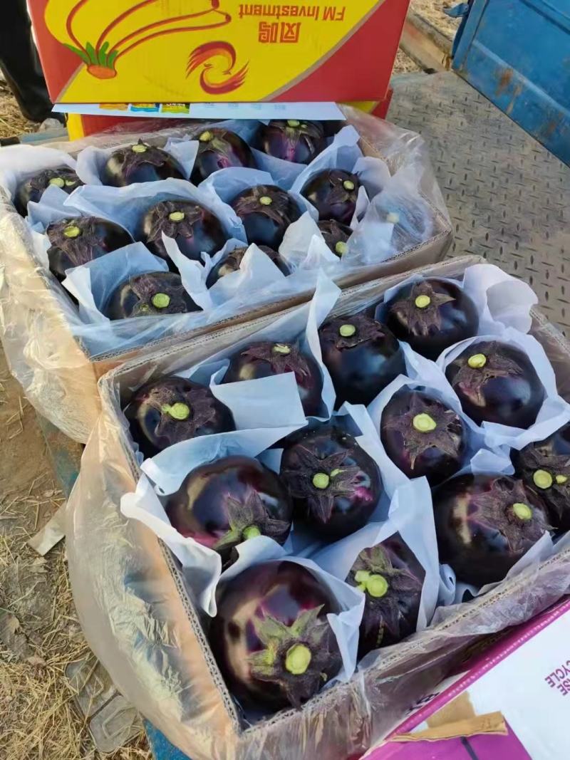 茄子圆茄紫茄大量上货了品相好味道好商超批发量大价优欢迎联