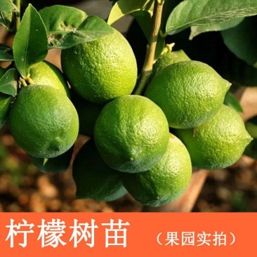广东香水柠檬树苗台湾无籽嫁接食用无核盆栽地栽南方当年结果