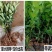 广东香水柠檬树苗台湾无籽嫁接食用无核盆栽地栽南方当年结果