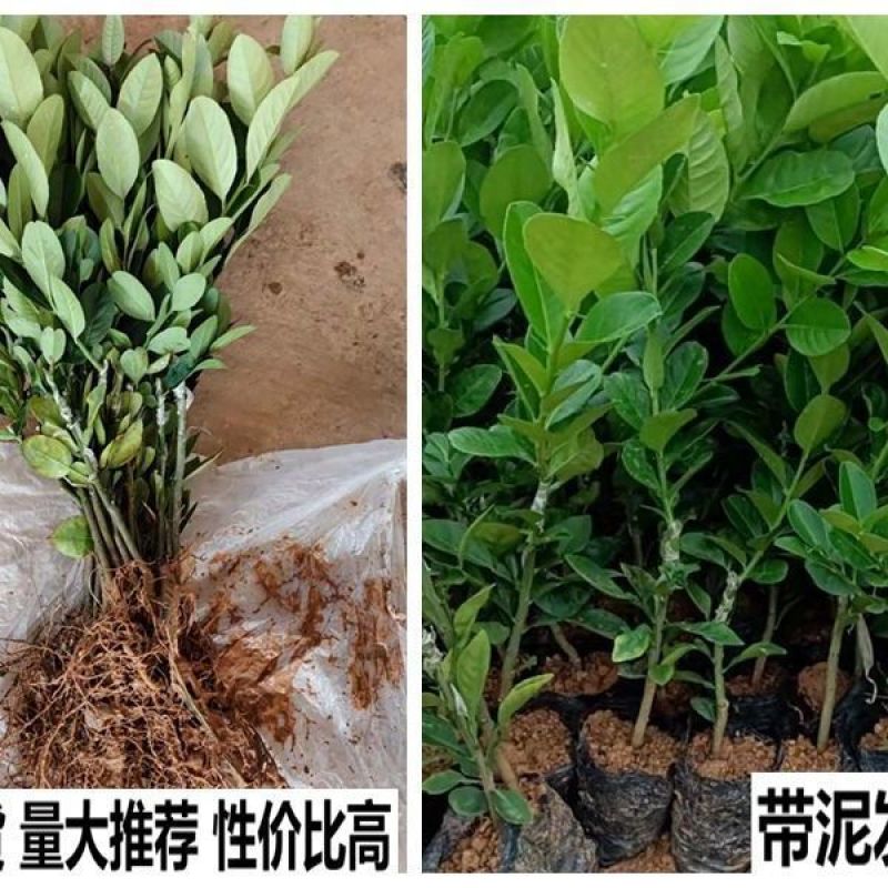 广东香水柠檬树苗台湾无籽嫁接食用无核盆栽地栽南方当年结果