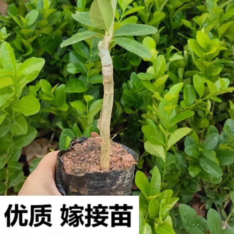 广东香水柠檬树苗台湾无籽嫁接食用无核盆栽地栽南方当年结果