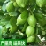 广东香水柠檬树苗台湾无籽嫁接食用无核盆栽地栽南方当年结果
