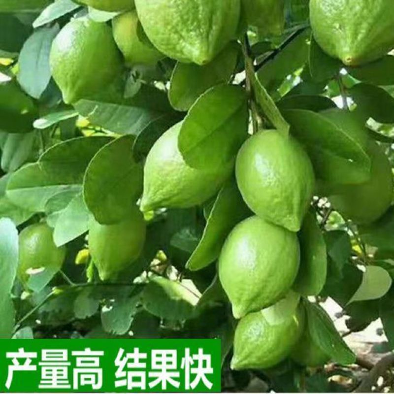 广东香水柠檬树苗台湾无籽嫁接食用无核盆栽地栽南方当年结果