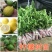 广东香水柠檬树苗台湾无籽嫁接食用无核盆栽地栽南方当年结果