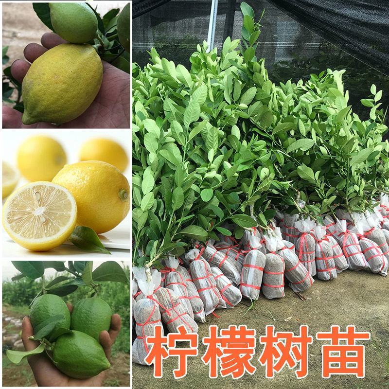 广东香水柠檬树苗台湾无籽嫁接食用无核盆栽地栽南方当年结果