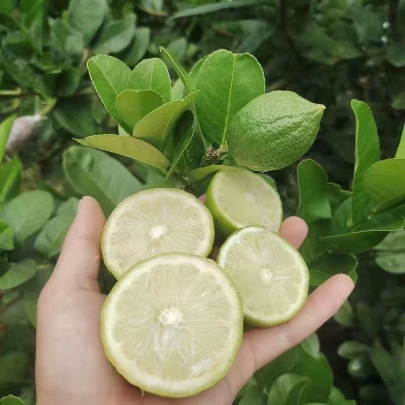 广东香水柠檬树苗台湾无籽嫁接食用无核盆栽地栽南方当年结果