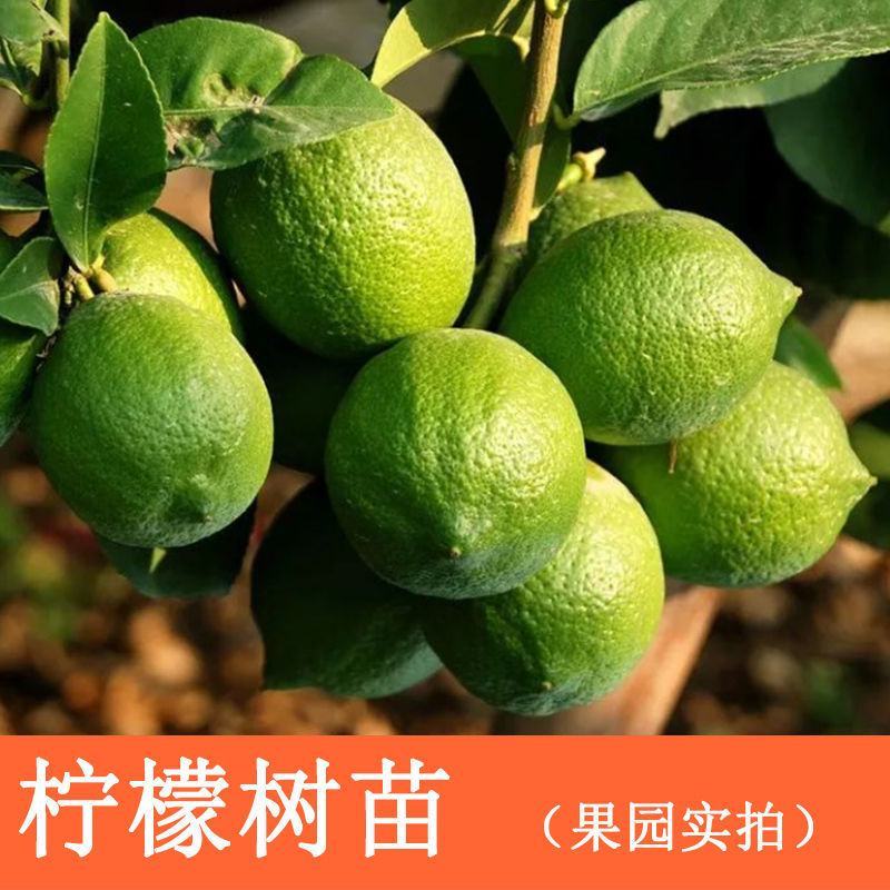广东香水柠檬树苗台湾无籽嫁接食用无核盆栽地栽南方当年结果