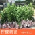 广东香水柠檬树苗台湾无籽嫁接食用无核盆栽地栽南方当年结果