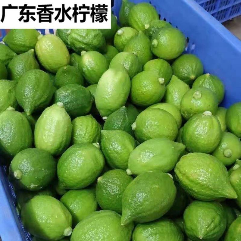 广东香水柠檬树苗台湾无籽嫁接食用无核盆栽地栽南方当年结果