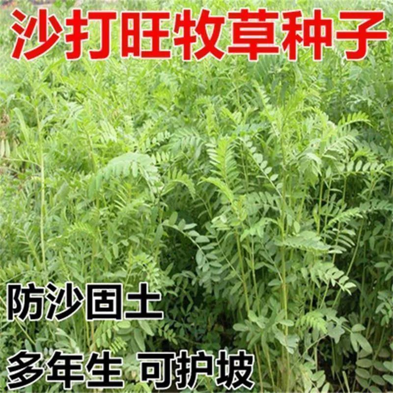 新采集沙打旺种子多年生牧草防沙固土护坡耐寒耐旱