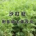 新采集沙打旺种子多年生牧草防沙固土护坡耐寒耐旱