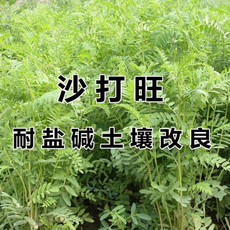 新采集沙打旺种子多年生牧草防沙固土护坡耐寒耐旱