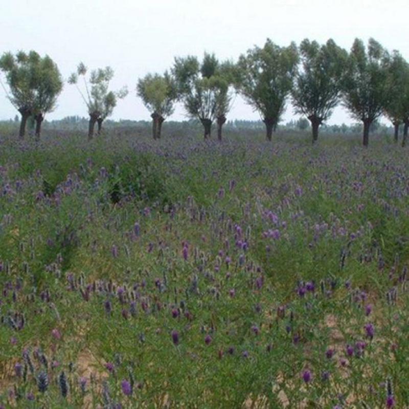 新采集沙打旺种子多年生牧草防沙固土护坡耐寒耐旱