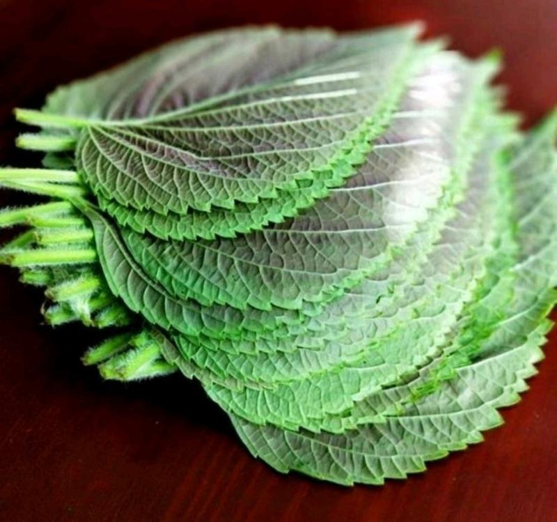 苏子叶新鲜蔬菜紫苏叶当季叶菜绿色农家现摘韩国烤肉包肉饭蘸
