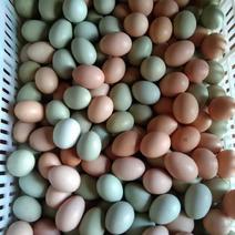 林下散养土鸡蛋，初生蛋。虫草蛋14个左右一斤保证新鲜