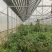 外遮阳连栋大棚花卉简易大棚温室连栋骨架棚薄膜蔬菜成套大棚