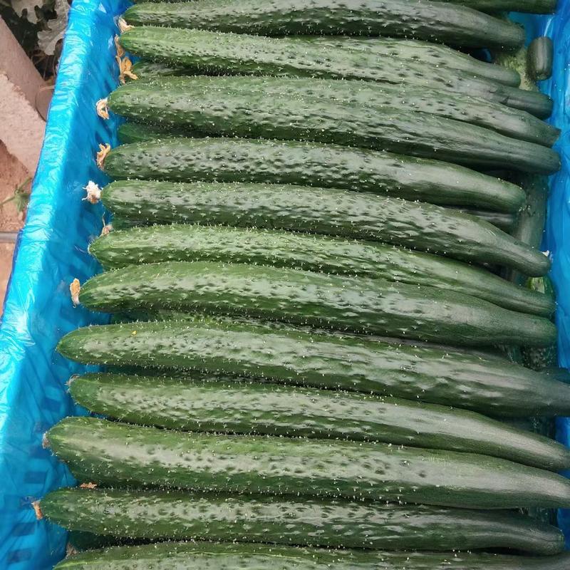 万亩大棚优质密刺黄瓜，干花带刺品质优良，各种包装应有尽