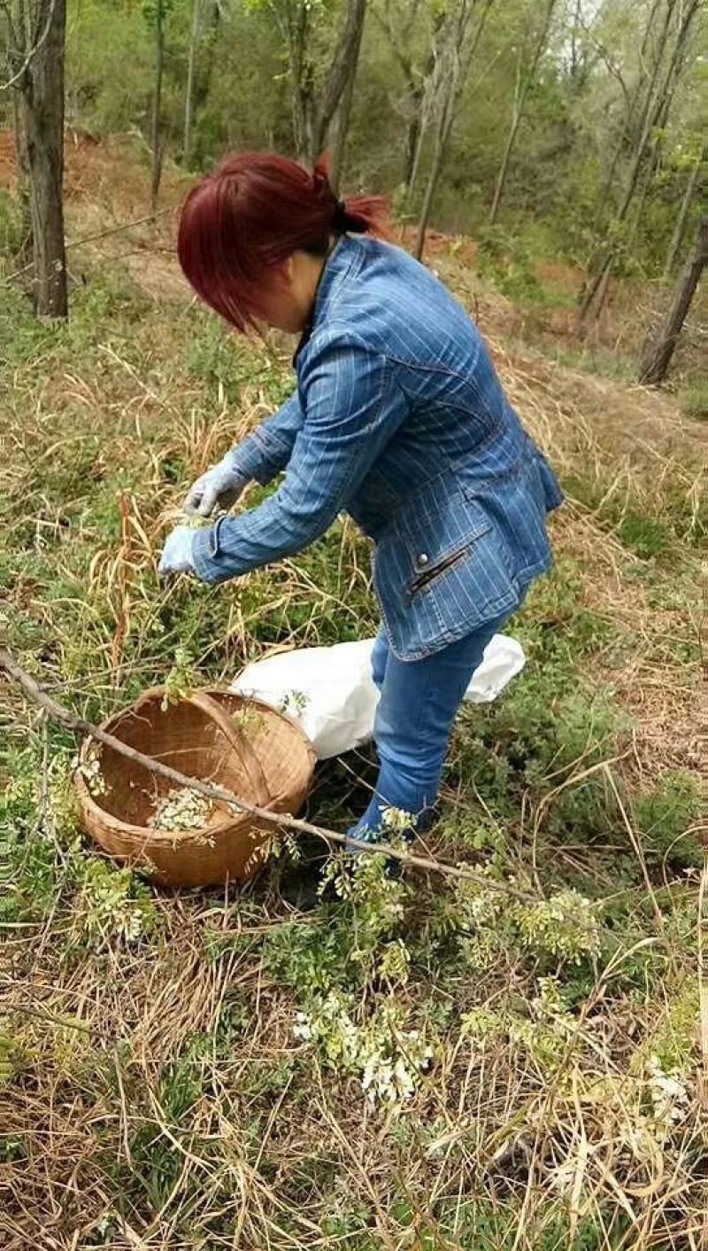 槐花