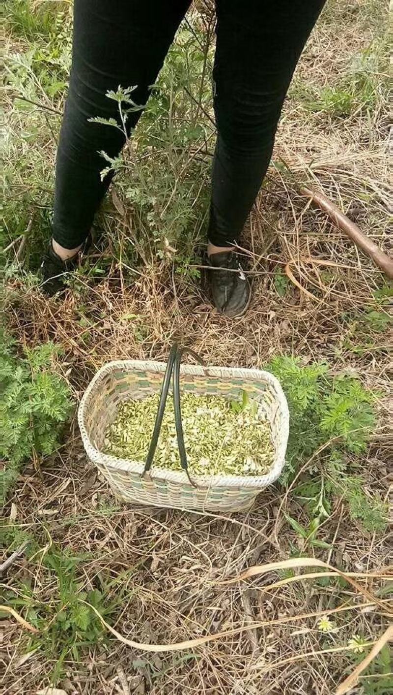 槐花