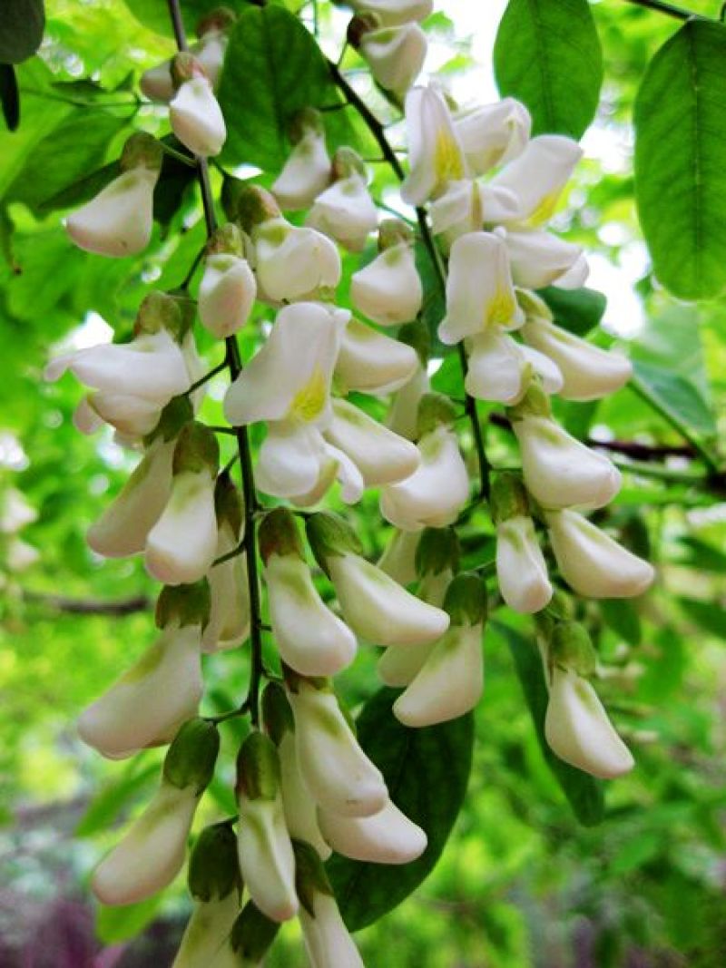 槐花