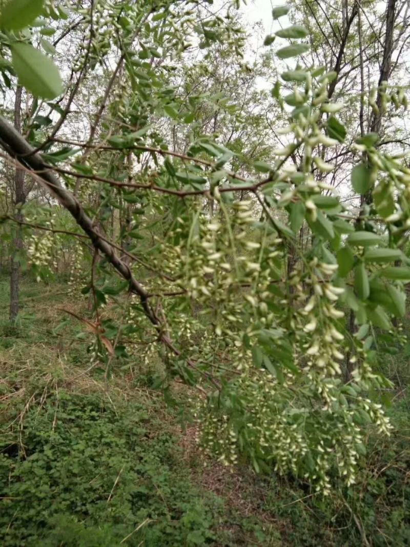 槐花