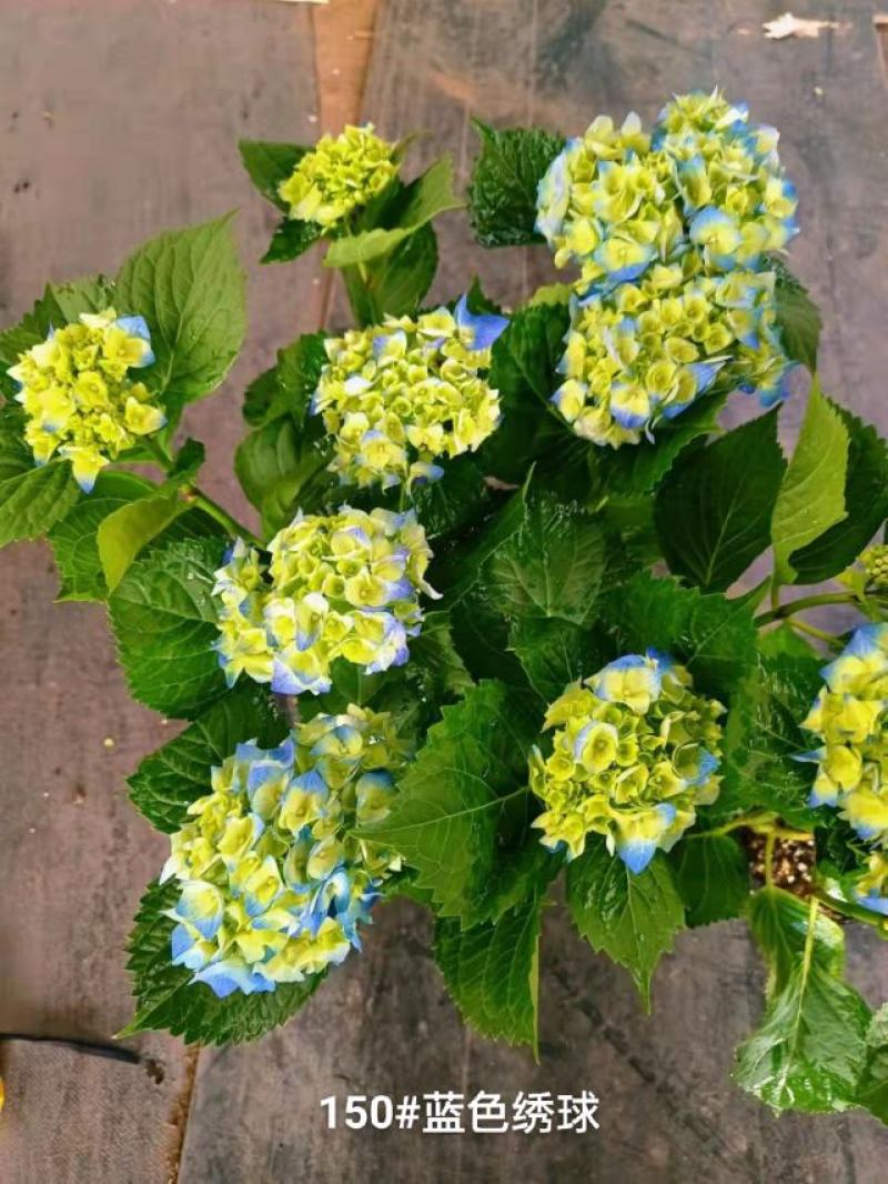 150#蓝色绣球一箱12盆花头多品种好发货标准参考如图所