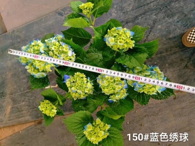 150#蓝色绣球一箱12盆花头多品种好发货标准参考如图所
