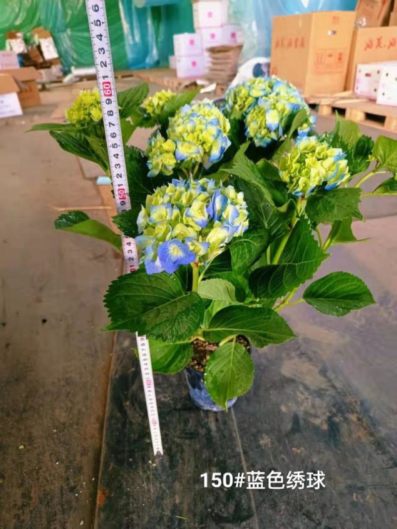 150#蓝色绣球一箱12盆花头多品种好发货标准参考如图所