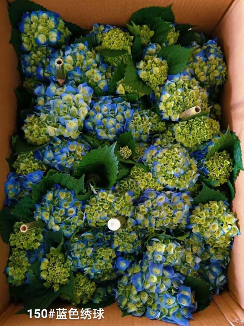 150#蓝色绣球一箱12盆花头多品种好发货标准参考如图所