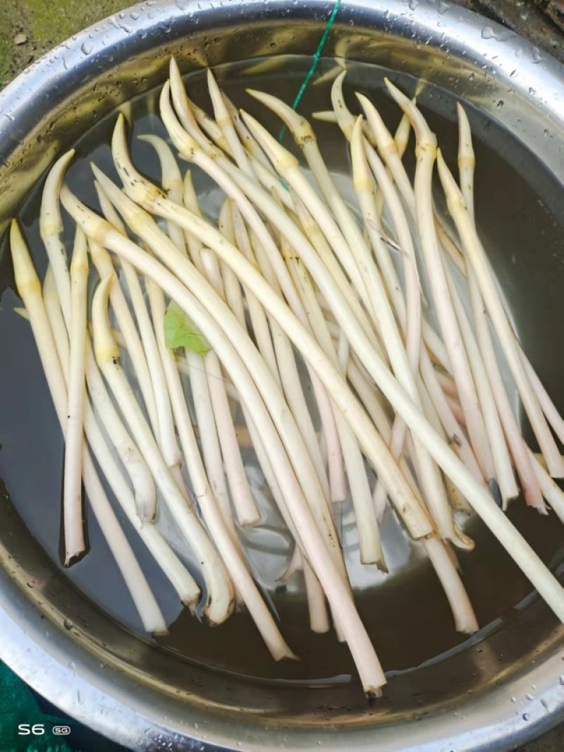 精品藕带