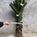 滴水观音可药用可栽盆