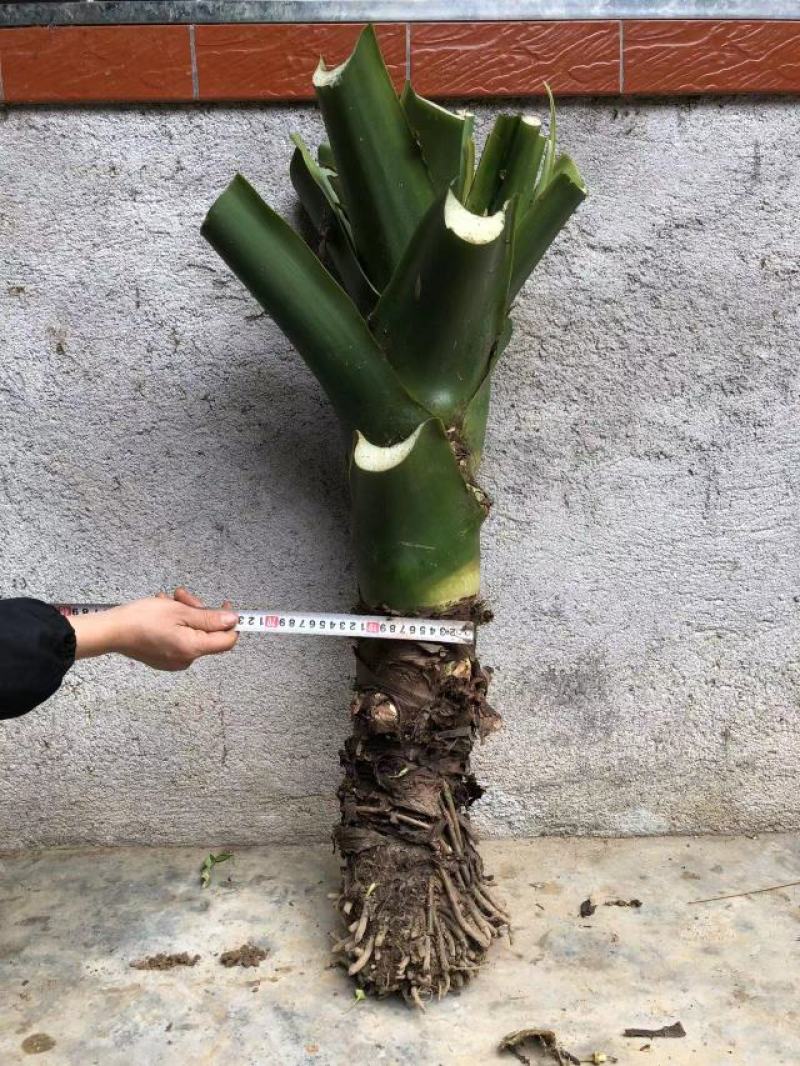 滴水观音可药用可栽盆